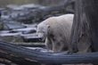 Knut war der Star im Berliner Zoo