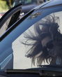 Miley verschwindet schnell ins Auto