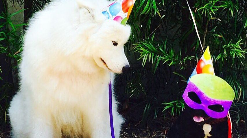Ariel Winters Hunde feiern Geburtstag