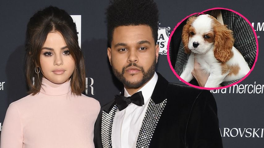 Selena Gomez & Ex The Weeknd: Sorgerechtsstreit um Hund?