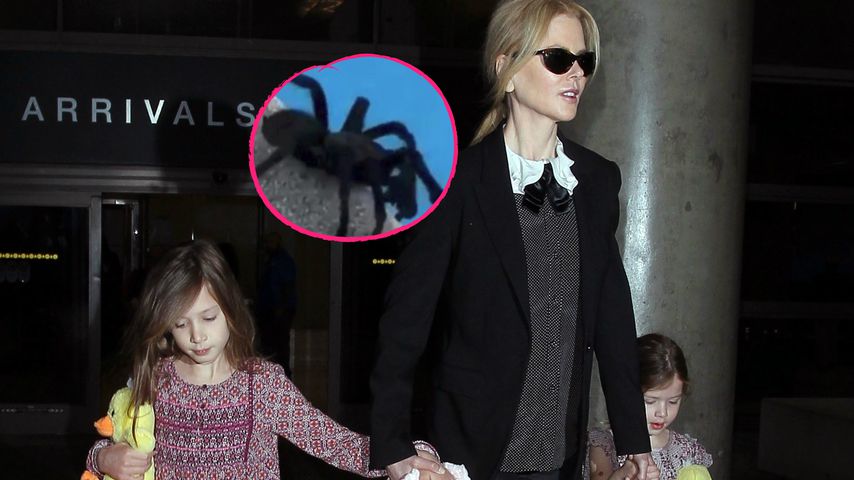 Ihre Kids rasten aus: Nicole Kidman rettet Riesenspinne!