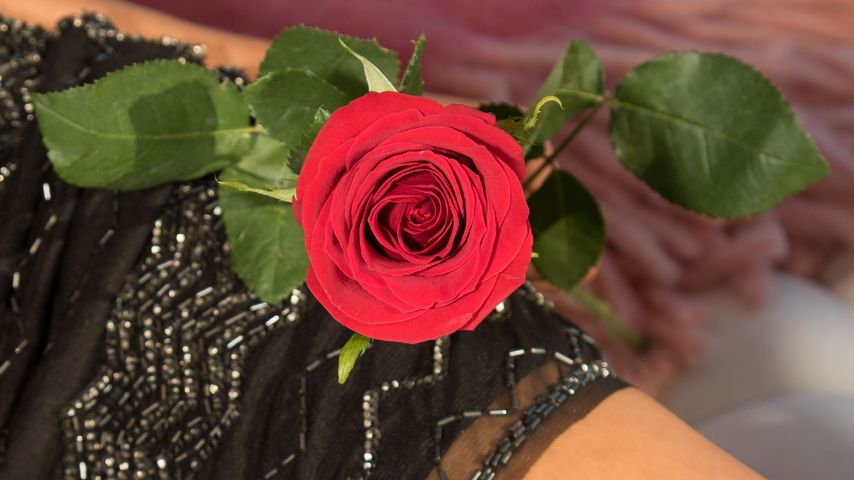 Die Bachelorette
