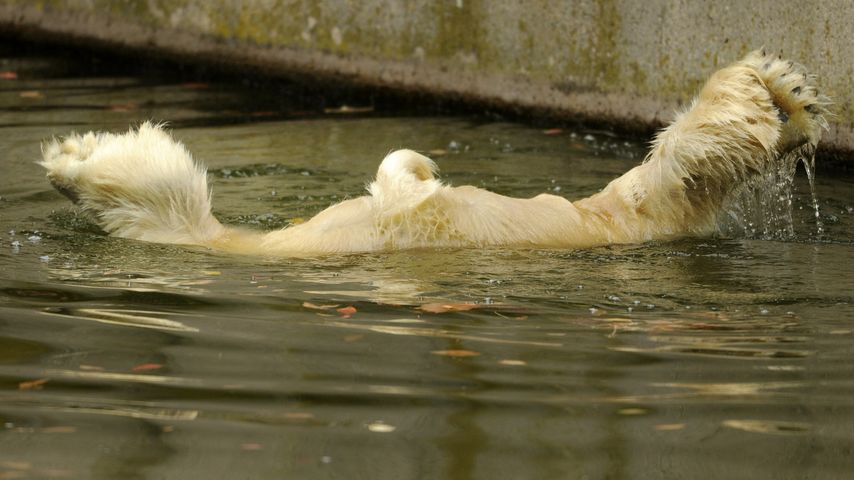 Knut