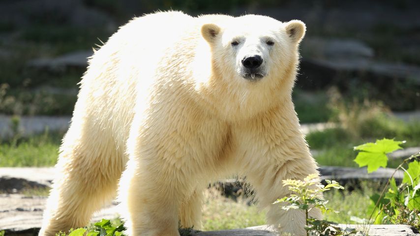 Knut