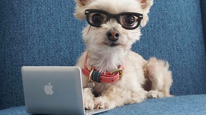 Fast eingeschläfert: Fashion-Hund Ella begeistert das Netz!