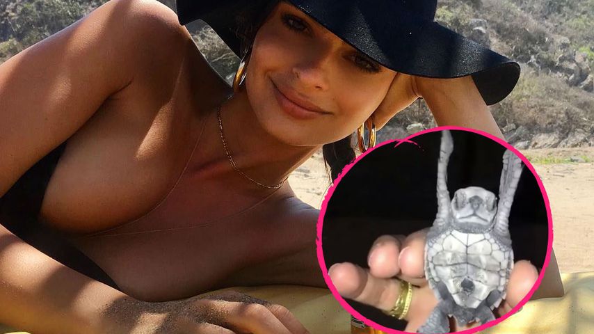 Supersüß: Emily Ratajkowski erlebt Schildkröten-Schlüpfen!