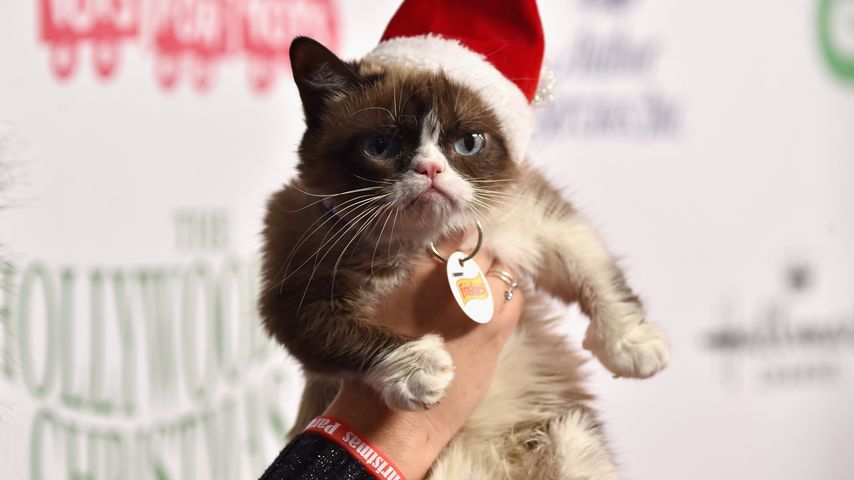 Grumpy Cat