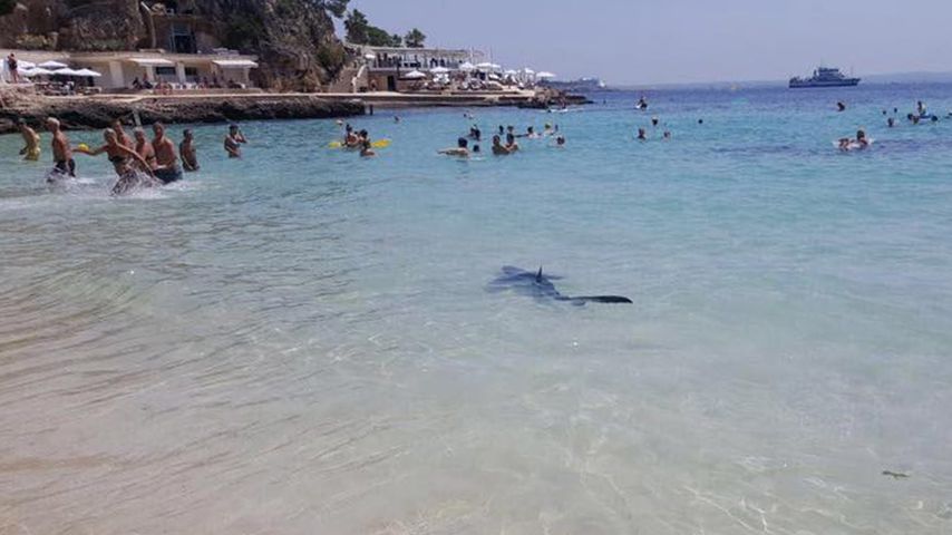 Hai am Strand vor Magaluf auf Mallorca