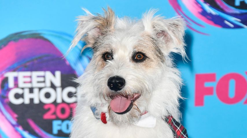 Teen Choice Awards '17: Tierischer Alarm auf dem Red Carpet