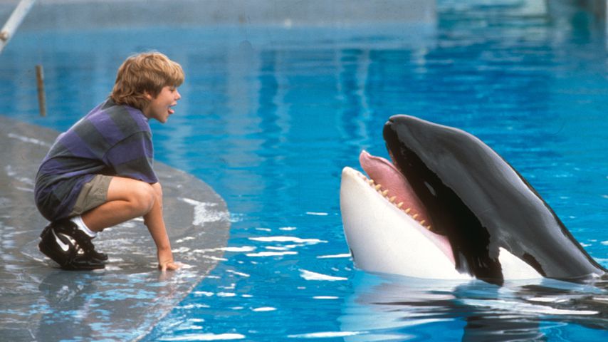 "Free Willy" ist 24 Jahre: Was wurde eigentlich aus Jesse?