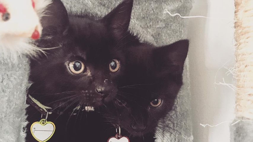 Jenny Frankhausers Katzen Louis und Molly
