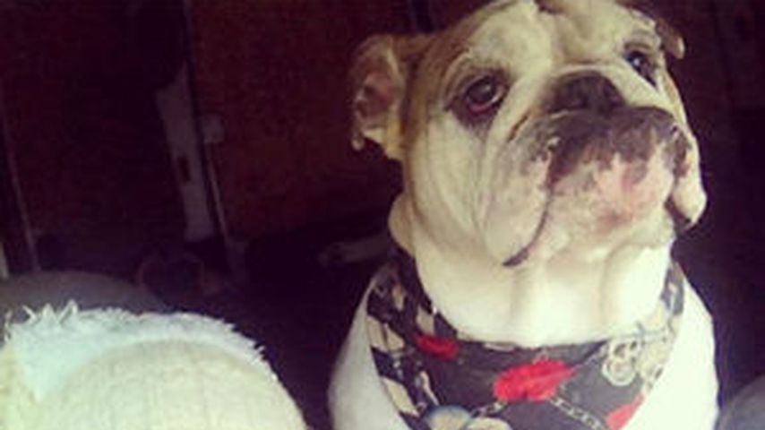 Jodie Marsh mit Hund Louie