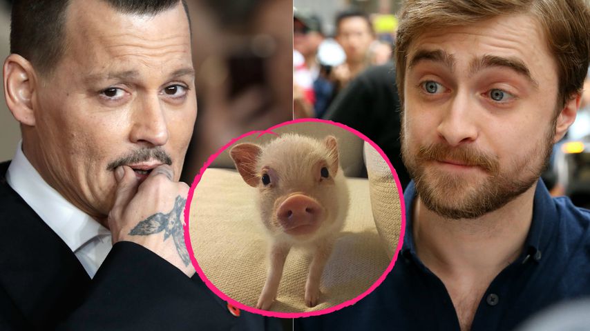Clowns, Schweine... und Papier?! Kuriose Phobien der Stars!