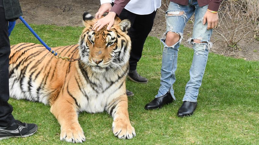Justin Bieber mit einem Tiger