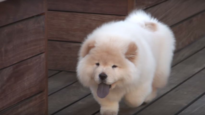 Justin Biebers Hund Todd