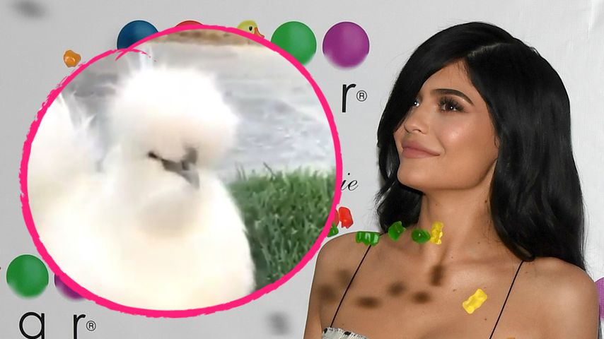 Na, das gibt ja Gegacker! Jetzt hat Kylie Jenner ein Huhn