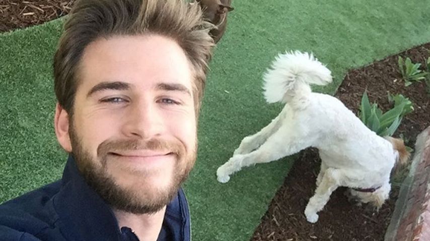 Liam Hemsworth mit seinen Hunden