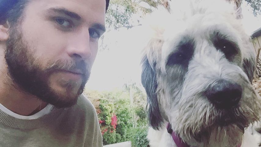 Liam Hemsworth und sein Hund