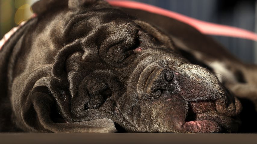 Hässlichster Hund der Welt: Falten-Martha holt den Titel!