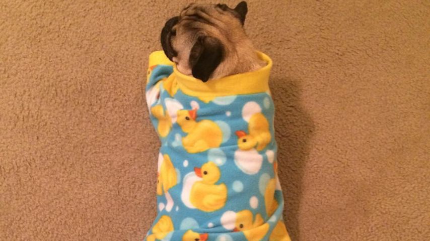 Mops "Doug The Pug", Instagram-Star