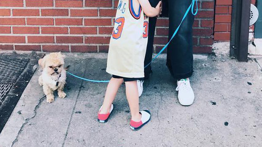 Elvis, Hund von Olivia Wilde, schaut grimmig