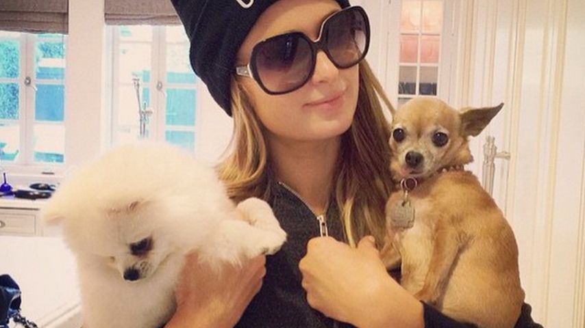 Paris Hilton mit Prince Hilton The Pom und Tinkerbell