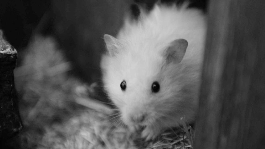 "Promi Big Brother"-Haustier Little Bro