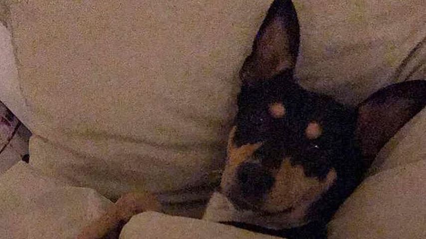 Gigi, Sila Sahins Hund