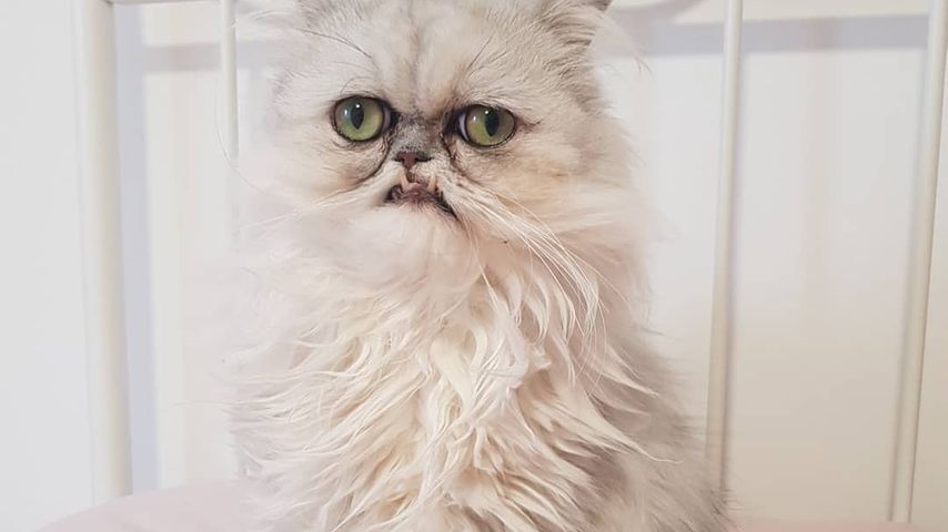 Süß oder gruselig? Diese Instagram-Katze spaltet das Netz
