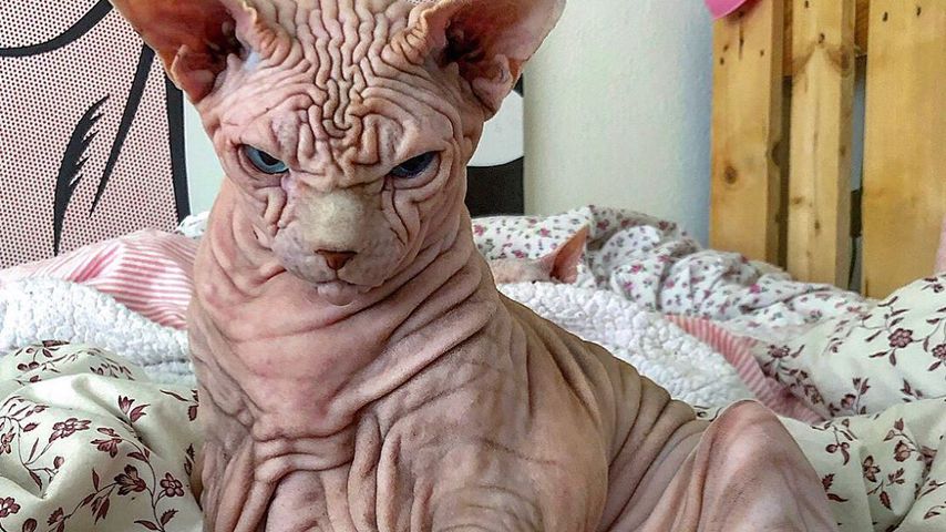 Tierisch gruselig: Falten-Nacktkatze wird zum Insta-Hype