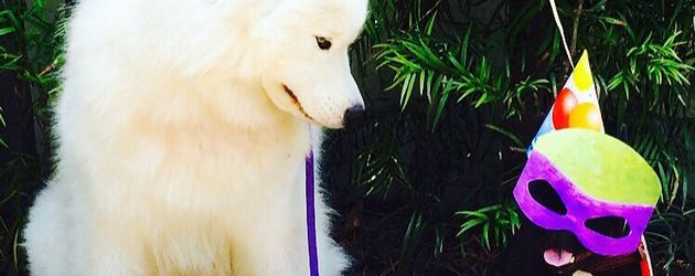 Ariel Winters Hunde feiern Geburtstag Ariel Winters Hunde feiern Geburtstag