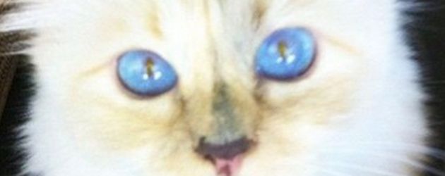 Choupette Lagerfeld Choupette Lagerfeld
