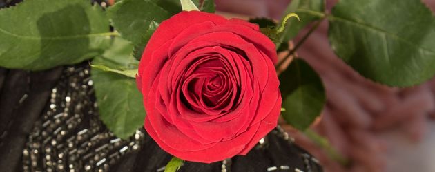 Die Bachelorette Die Bachelorette