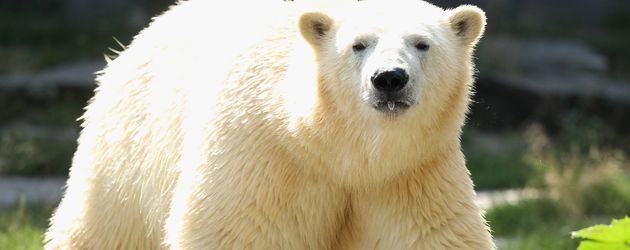Knut Knut