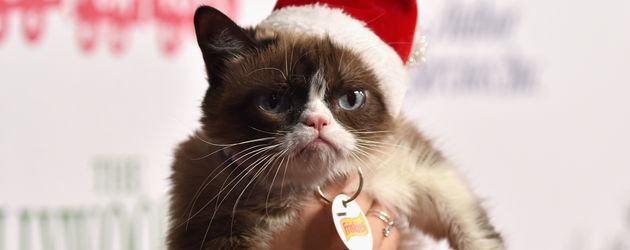 Grumpy Cat Grumpy Cat
