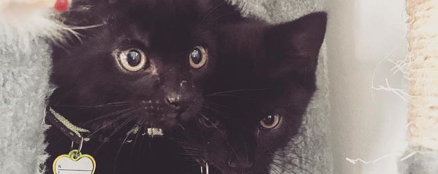 Jenny Frankhausers Katzen Louis und Molly Jenny Frankhausers Katzen Louis und Molly