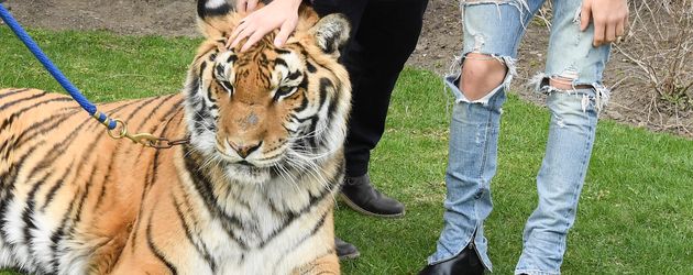 Justin Bieber mit einem Tiger Justin Bieber mit einem Tiger