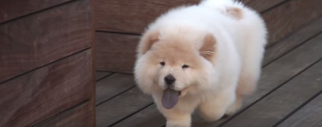 Justin Biebers Hund Todd Justin Biebers Hund Todd