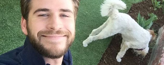 Liam Hemsworth mit seinen Hunden Liam Hemsworth mit seinen Hunden