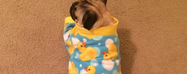 Mops "Doug The Pug", Instagram-Star Mops "Doug The Pug", Instagram-Star