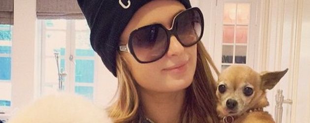 Paris Hilton mit Prince Hilton The Pom und Tinkerbell Paris Hilton mit Prince Hilton The Pom und Tinkerbell
