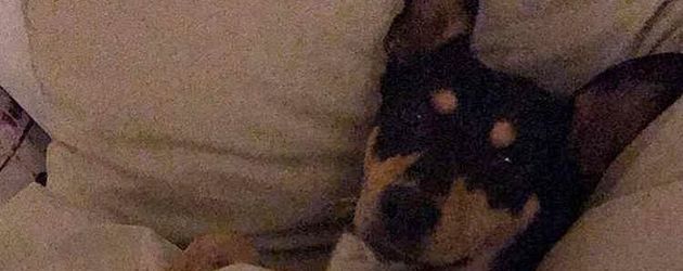 Gigi, Sila Sahins Hund Gigi, Sila Sahins Hund